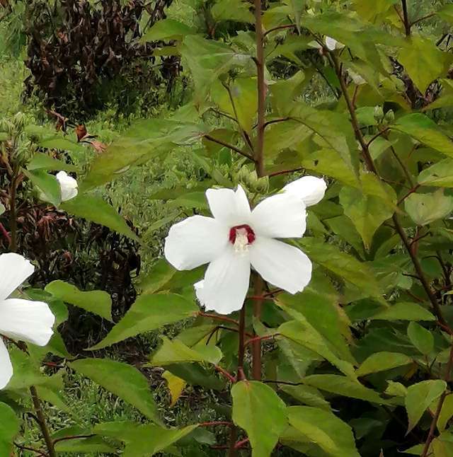title :『 【北海道・車中泊】温根湯温泉〜三国峠〜道の駅ピア21しほろへ 』画像説明文 :良く手入れされていてこれで入園無料とは有り難いですね。なだらかな丘陵に色とりどりの花が咲き誇っています。