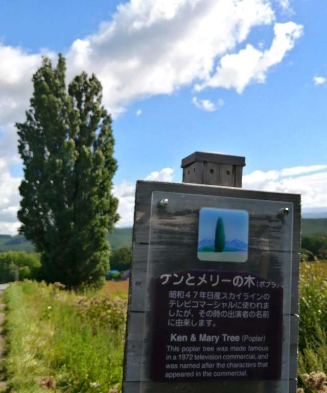title :『 【北海道・車中泊】富良野〜大雪山〜道の駅なよろへ 』画像説明文 :２本の木に見えますが幹は繋がっており１本のポプラの木なのです。