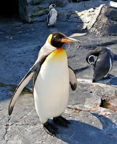 title :『 【北海道車中泊】美瑛・青い池〜旭川動物園〜道の駅とうべつへ 』画像説明文 :冬季限定でペンギンのお散歩もあるそうです。来園者が取り巻くお散歩コースをペンギンたちが歩く姿って一度は見てみたいですね。