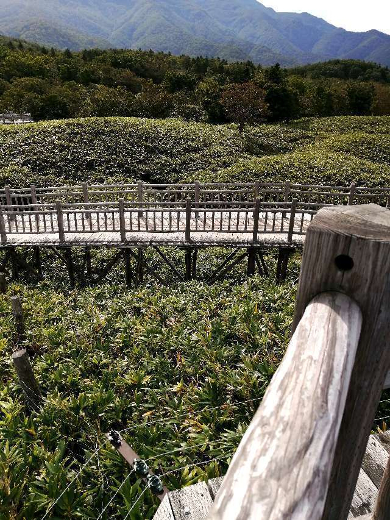 title :『 【北海道車中泊】知床峠〜天に続く道〜道の駅摩周温泉へ 』画像説明文 :高架木道には木道外側に7000Vの電気柵が張り巡らされているので安心して散策することができました。随分歩いたように思いますが往復で1.6Kmのコースですのでまだ400mぐらいかな？ゆるやかな傾斜ですので汗ばむ程でした。