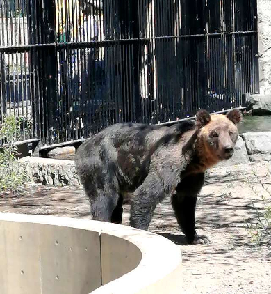 title :『 【北海道車中泊】美瑛・青い池〜旭川動物園〜道の駅とうべつへ 』画像説明文 :北海道といえばヒグマ...決して出会いたくないですよね。もっとどう猛な...というイメージがあるのですが檻の中のヒグマはなんだか訴えるような目をしていました。