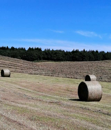 title :『 【北海道・車中泊】納沙布岬〜トドワラ〜道の駅知床・羅臼へ 』画像説明文 :牧草が刈り取られ牧草ロールが放置されています。