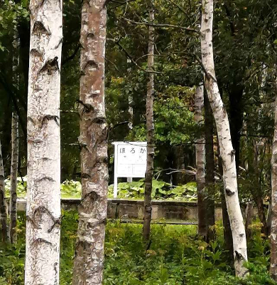 title :『 【北海道車中泊】温根湯温泉〜三国峠〜道の駅ピア21しほろへ 』画像説明文 :国道273号線、ぬかびら源泉郷から南へ13㎞の所にある旧国鉄士幌線幌加駅跡。今は当時のプラットホームと線路が残るのみで、なんとポイントを手動で動かすことができる。非常に貴重な鉄道の痕跡です。付近一帯はクマ出没注意との看板もあり国道からの撮影に留めました。