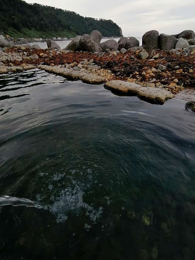 title :『 【北海道・車中泊】納沙布岬〜トドワラ〜道の駅知床・羅臼へ 』画像説明文 :茶色っぽく見えるものは知床・羅臼昆布で湯船の底にも多くの昆布が沈んでいました。「昆布温泉」は日本全国探してもここだけかも知れませんね。「熱いですね」と言ったら一緒に入浴していた地元の方が蛇口をひねってくれました。