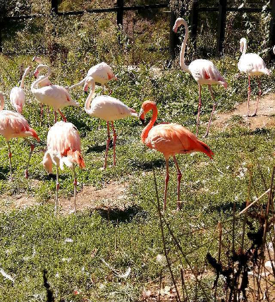 title :『 【北海道車中泊】美瑛・青い池〜旭川動物園〜道の駅とうべつへ 』画像説明文 :旭山動物園が長期低迷時に行ったアンケートで多かったのが「つまらない」と言うことだったそうです。「動かない」「寝ている」 etc...そこから考え出された答えが今やアタリマエとなった「行動展示」でした。動物本来の動きを楽しんでもらおう....ところが旭山動物園の正門側の最初にあるのはフラミンゴ館、一言で言えば「静」の展示、いわゆる従来型の「形態展示」でした。