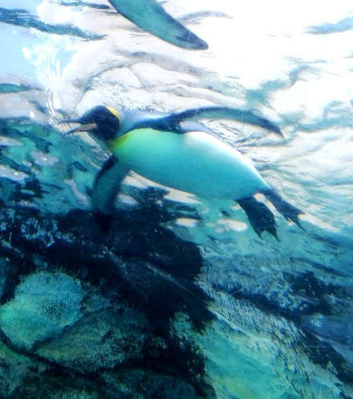 title :『 【北海道車中泊】美瑛・青い池〜旭川動物園〜道の駅とうべつへ 』画像説明文 :ペンギンの泳ぎがあまりにも速くその痕跡だけが残っています。ペンギンと言えばヨタ歩きしか目にしたことがなかったのでいきなりの驚きでした。この「行動展示」こそ旭山動物園が奇跡の復活を成し遂げた秘密だったのですね。