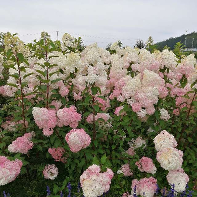 title :『 【北海道車中泊】温根湯温泉〜三国峠〜道の駅ピア21しほろへ 』画像説明文 :道の駅おんねゆ温泉の近辺にはキタキツネ牧場やつつじ公園、花公園など楽しめる施設が多くある。車のディーラーからは九時過ぎには電話をもらえる約束だったので時間つぶしに花公園へと向かう。おんねゆ温泉花公園根々の丘には先客が一組いたが貸し切り状態だった。良く手入れされていてこれで入園無料とは有り難いですね。