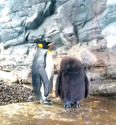 title :『 【北海道車中泊】美瑛・青い池〜旭川動物園〜道の駅とうべつへ 』画像説明文 :この対比がオモシロイですよね。ひょうきんなペンギン、何というのか覚えていませんが旭山動物園の特徴の一つに「展示飼育員」の手書きの説明があります。至るところに手書きの説明があり子供も大人も「へぇ〜！そうなんだ！」と納得できる内容でした。長期低迷期の旭山動物園の飼育係の呼称は「飼育員」でしたが意識改革の一環として呼称を「展示飼育員」と変えたところ係の意識が大きく変わったと当時の園長は述懐しています。